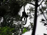 Sample 3 – Spider monkey