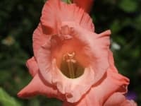 Sample 4 – Sword lily