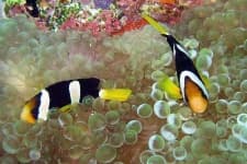 Sample 5 – Anemone fish