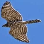 Sample 1 – Northern goshawk