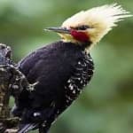 Sample 4 – Blonde crested woodpecker