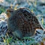 Sample 3 – Gray partridge