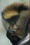 Sample 3 – Guenon