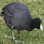 Sample 2 – American coot