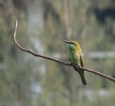 Sample 6 – Bee eater