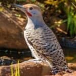 Sample of Gilded flicker