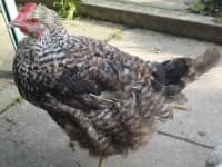 Sample 6 – Hen