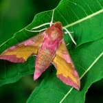Sample 2 – Moth
