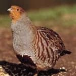 Sample 6 – Gray partridge