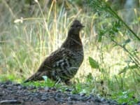 Sample 1 – Ruffed grouse