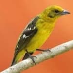 Sample 3 – Flame tanager