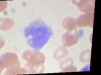 Sample 6 – Monocyte