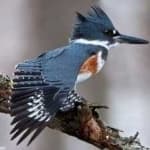 Sample 5 – Belted kingfisher