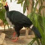 Sample of Horned guan