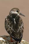 Sample 4 – Ruddy turnstone
