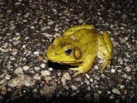 Sample 3 – Bullfrog