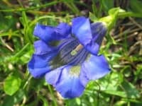 Sample 2 – Stemless gentian
