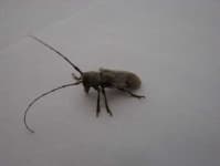 Sample 5 – Long horned beetle