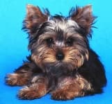 Sample 4 – Yorkshire terrier