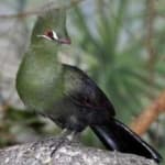 Sample 6 – Guinea turaco