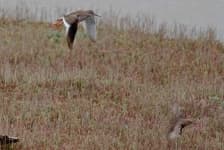 Sample of Redshank