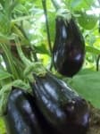 Sample 2 – Eggplant
