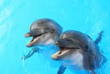 Sample 3 – Dolphin