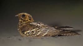 Sample 2 – Nightjar