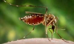 Sample 3 – Mosquito