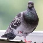 Sample 3 – Rock dove