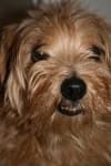 Sample 3 – Norfolk terrier