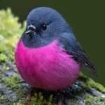 Sample 5 – Pink robin