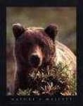 Sample 1 – Brown bear