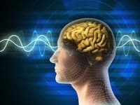 Sample 3 – Brain
