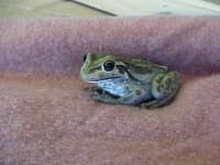 Sample 6 – Tailed frog