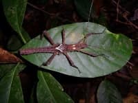 Sample 4 – Walking stick