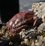 Sample 2 – Rock crab