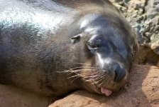 Sample 4 – Harbor seal
