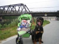 Sample 2 – Rottweiler
