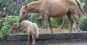 Sample 4 – Horse