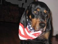 Sample 2 – Black and tan coonhound