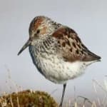 Sample 3 – Smiths longspur