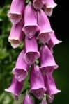Sample 3 – Foxglove