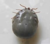 Sample 5 – Tick