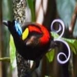 Sample 5 – Wilsons bird of paradise