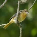 Sample 6 – Baltimore oriole