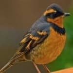 Sample 3 – Varied thrush
