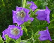Sample 6 – Canterbury bells