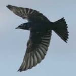Sample of Purple martin