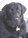 Sample 6 – Labrador retriever